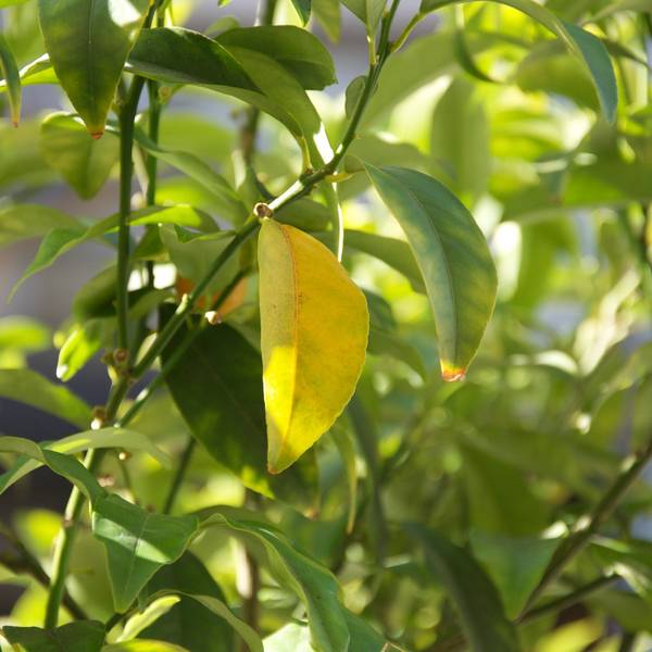 еуке Expressive and gestural Painting Tester Tester - Subjektiv.art