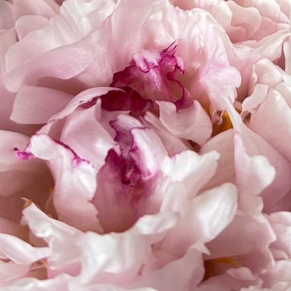 Direct Sale: Profile Link Expressive and gestural Painting Will Artist - Subjektiv.art